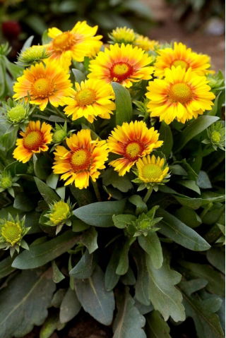 Gailardia Arizona Apricot - sadzonka - GIGA paczka! - 50 szt.