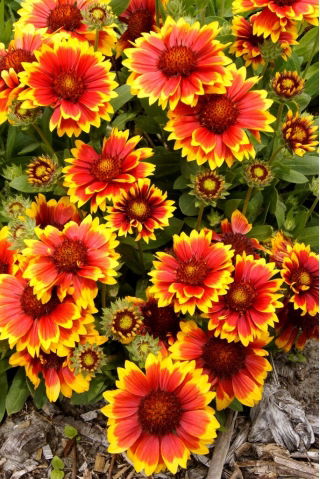 Gailardia Arizona Sun - sadzonka - GIGA paczka! - 50 szt.