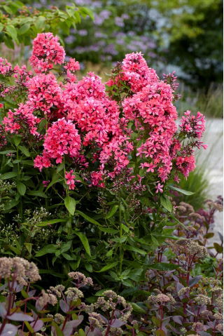 Floks (Phlox) - Płomyk wiechowaty - Cleopatra - GIGA paczka! - 50 szt.