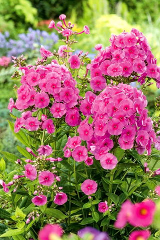 Floks (Phlox) - Płomyk wiechowaty - Cosmopolitan - GIGA paczka! - 50 szt.