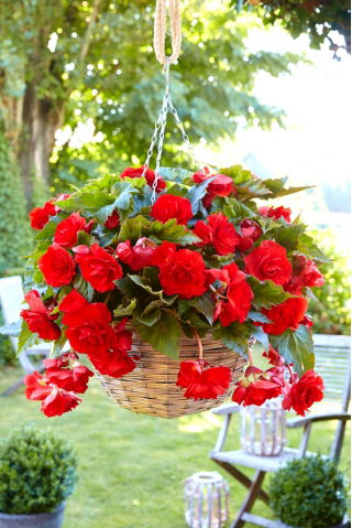 Begonia zwisająca - czerwona - GIGA paczka! - 100 szt.