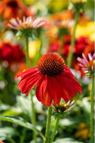 Jeżówka intensywnie czerwona - Sombrero Salsa Red - GIGA paczka! - 50 szt.