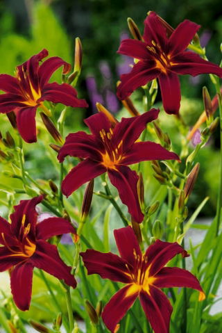 Liliowiec Black Arrowhead - GIGA paczka! - 50 szt.