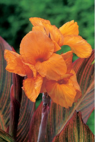 Kanna - Durban - duża paczka! - 10 szt.