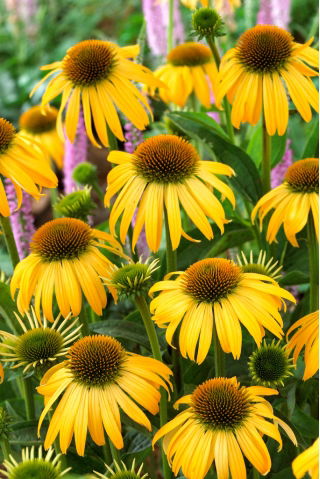 Jeżówka żółta - Yellow - duża paczka! - 10 szt.