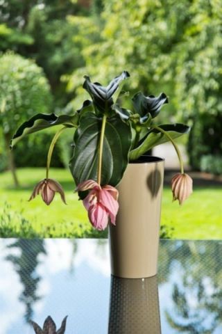 Doniczka okrągła wysoka Lilia - 19 cm - cappuccino