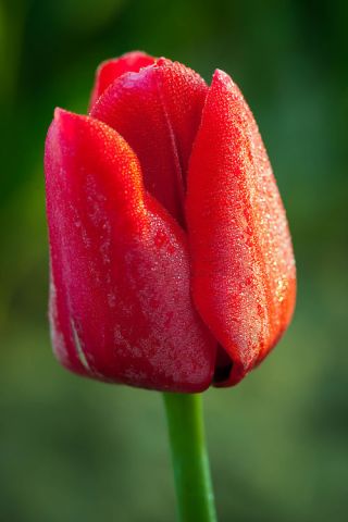 Tulipan czerwony - Red - 5 szt.