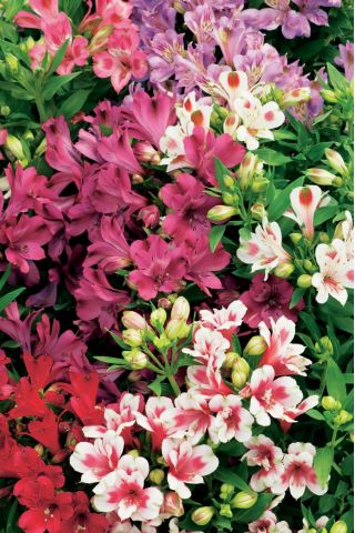 Alstremeria - Alstroemeria - 1 szt.