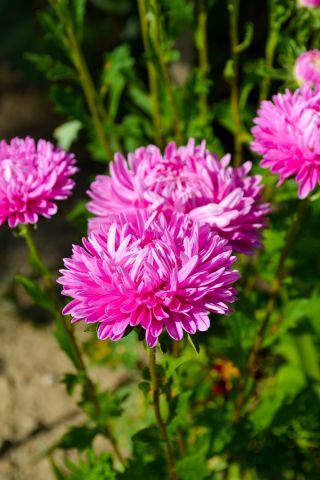 Aster - Contraster - różowobiały