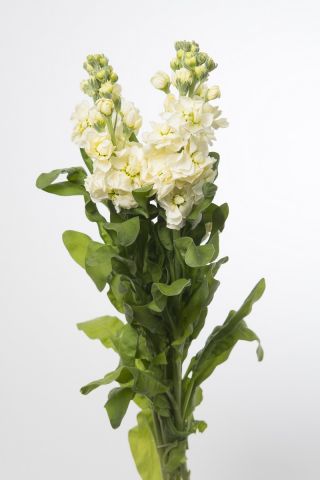 Lewkonia letnia Excelsior Yellow Goddess