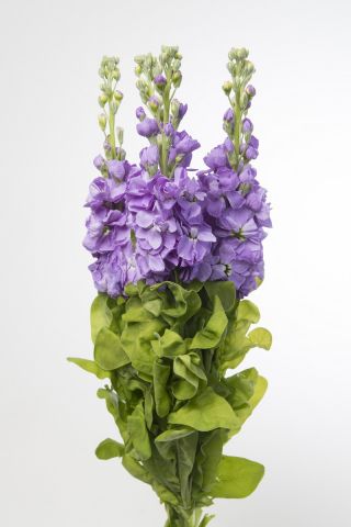Lewkonia letnia Excelsior Miracle mid blue