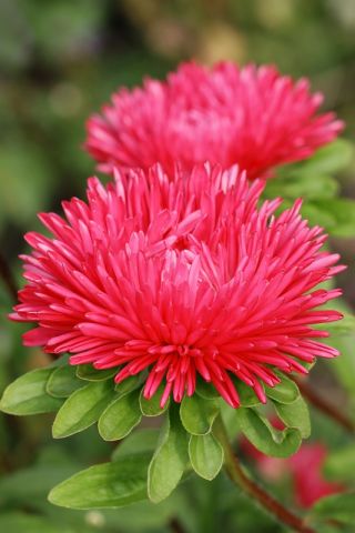 Aster igiełkowy Esmeralda - czerwony