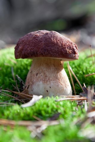 Zestaw grzybów pod świerki + kania - 5 gatunków - grzybnia