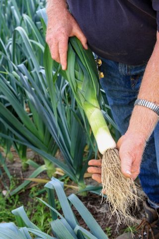 Por Baca - póżny, bardzo plenny