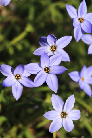 Ipheion - Ifejon - Rolf Fiedler - duża paczka! - 100 szt.
