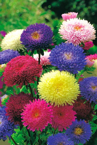 Aster pomponowy Bolero - mieszanka