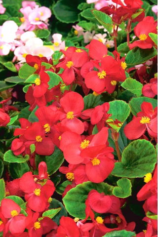 Begonia stale kwitnąca - czerwona