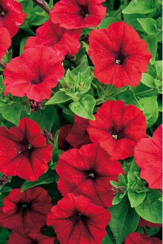 Petunia ogrodowa - Kaskada czerwona - Superkaskadia