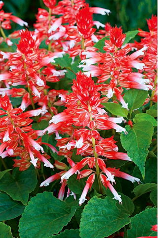 Szałwia błyszcząca White RED Bicolour