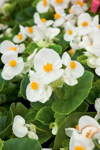 Begonia stale kwitnąca - biała