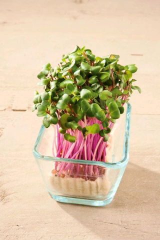 Microgreens - Kapusta głowiasta czerwona - młode listki o unikalnym smaku