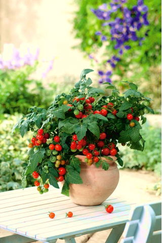Pomidor Balkoni Red F1 - balkonowy