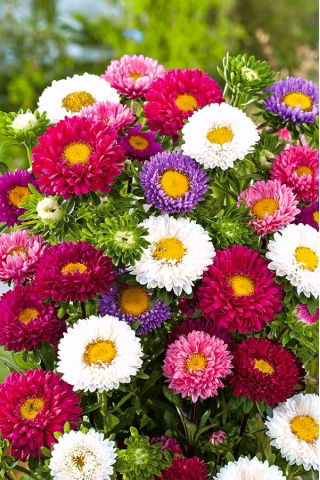Aster półpełny Iskra - mieszanka