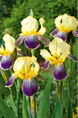 Kosaciec, Irys - Purple and Yellow