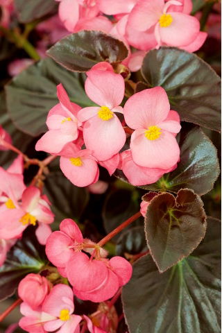Begonia stale kwitnąca różowa, czerwonolistna