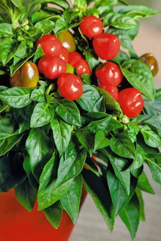 Papryka Peppino F1 - ostra, doniczkowa