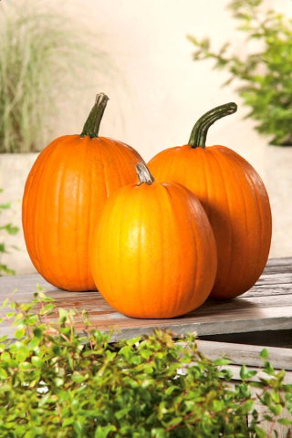 Dynia olbrzymia Racer - wczesna