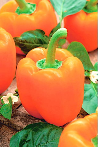 Papryka Etiuda - słodka pomarańczowa - 10 gram