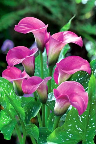 Calla różowa - Pink