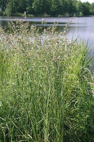 Kupkówka pospolita Berta - 5 kg