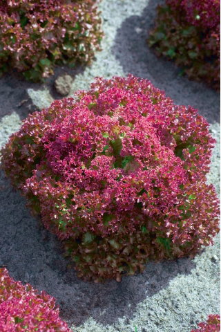 Sałata Crimson - liściowa, czerwona