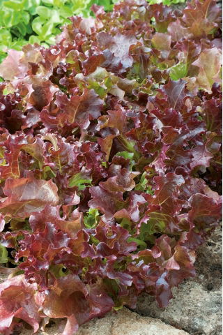 Baby Leaf - Sałata liściowa Lollo Rossa