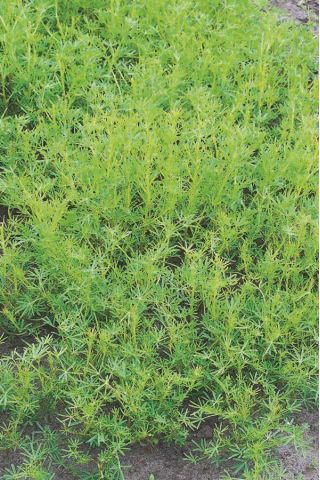 Łubin wąskolistny Rumba - 1 kg