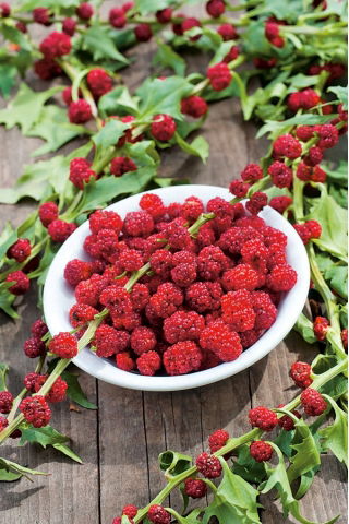 Komosa rózgowa - Strawberry Sticks