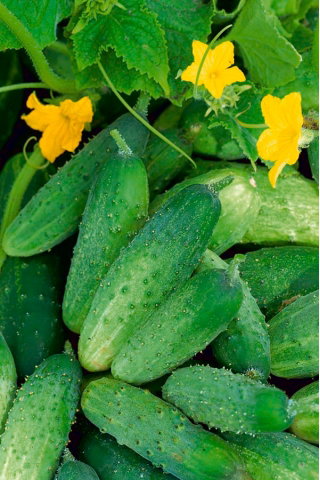 Ogórek Izyd F1 - gruntowy - NA TAŚMIE