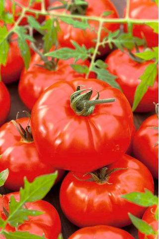 Pomidor Gigant - 10 gram