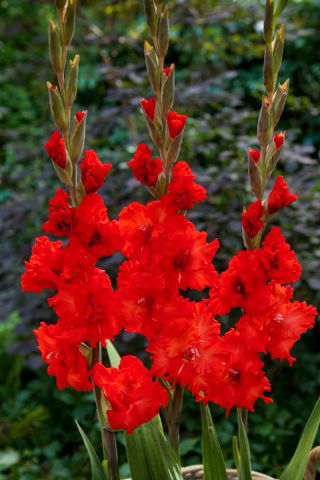 Mieczyk Firecracker - 5 szt.