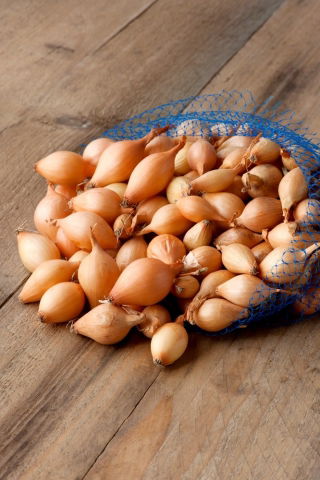 Cebula dymka - Sturon - żółta, bardzo ceniona - 10 kg