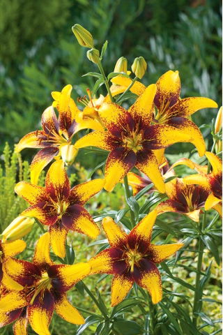 Lilia - Yellow & Brown - GIGA paczka! - 50 szt.
