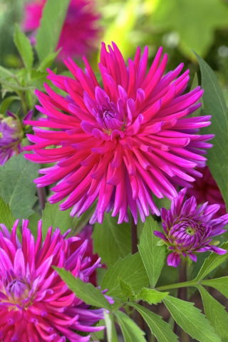 Dalia - Purple Gem - GIGA paczka! - 50 szt.