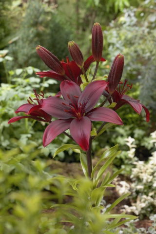 Lilia azjatycka - Bataleon