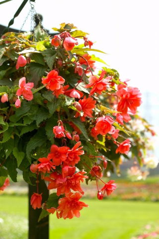 Begonia zwisająca - pomarańczowa - GIGA paczka! - 100 szt.