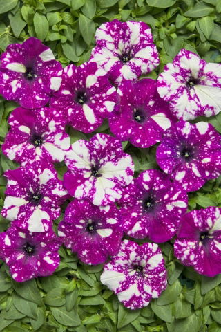 Petunia Dot Star F1 - Dark Violet