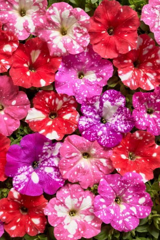 Petunia Dot Star F1 - Mix