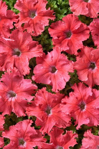 Petunia Aphrodite F1 - Salmon