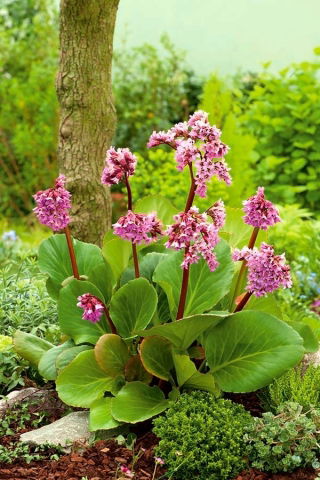 Bergenia Purpurea - GIGA paczka! - 50 szt.